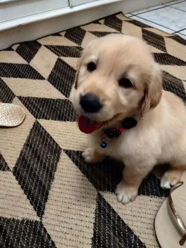 Filhotes de Golden Retriever