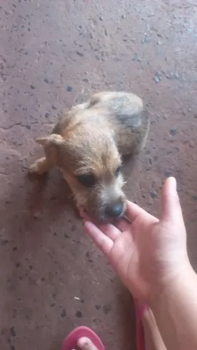 doasse cachorra fêmea