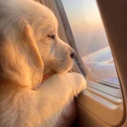 Filhote Golden Retriever, A felicidade está a um latidinho de distância!