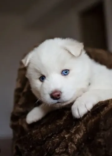 Husky siberiano albina fêmea 
