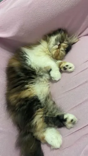 Gatinha PERSA TRICOLOR 