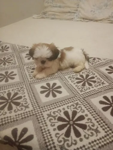 Lindo filhote raça shih Tzu macho disponível pra venda