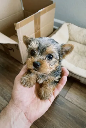 Yorkshire Terrier carinhoso