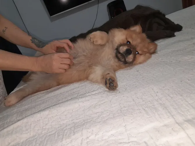 Pet