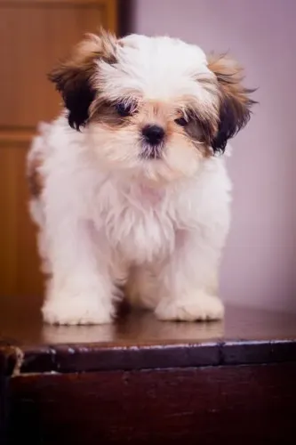 Filhotes Lhasa Apso Disponíveis ?