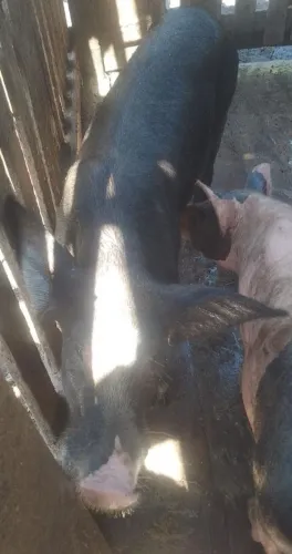 Vendo um porco macho.   Para vim buscar agora esta na promoção só hoje