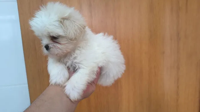 Lindo MAchinho de shis tzu - branco a pronta entrega - alfenas MG