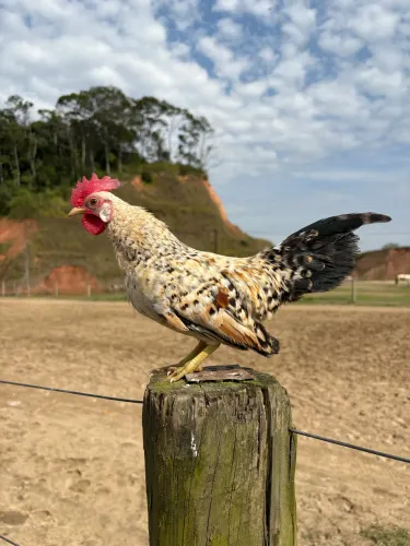 Micro Garnizé - Galo Miniatura de 280g