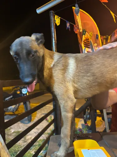 FILHOTES FÊMEA DE PASTOR BELGA MALINOIS