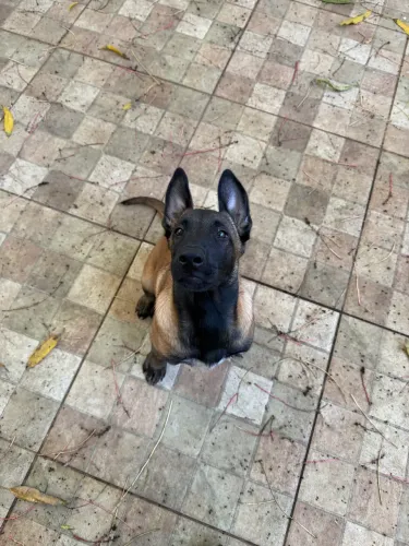 Vendo pastor belga Malinois