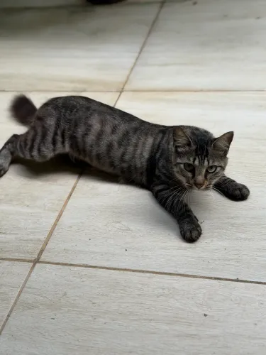 Doação de gata castrada