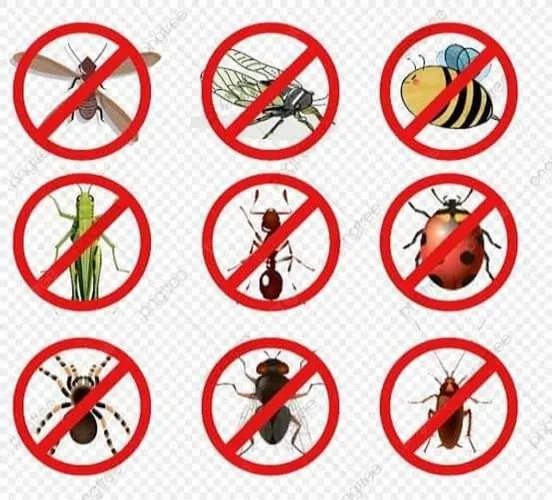 Detetização, Sanitização, Descupinização