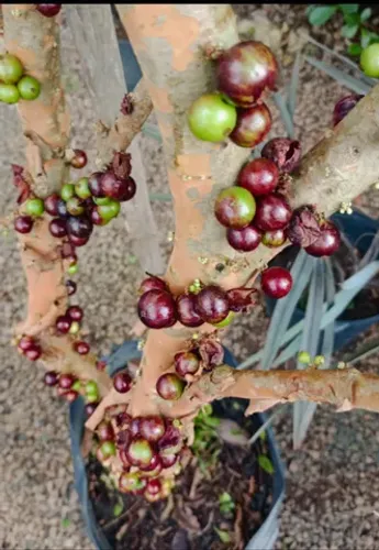 Jabuticaba produzindo Criciúma SC.