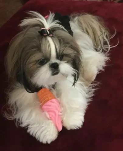 Shih Tzu filhotes pronta entrega