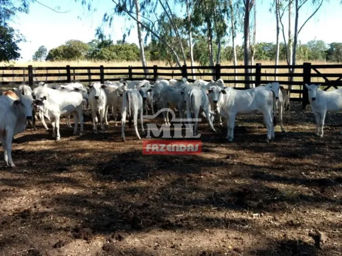 Fazenda 440 Alqueires (2.129 Hectares) Natividade - TO