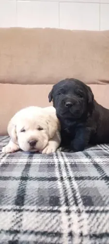 Labrador maravilhoso, e doceis, ideal para crianças