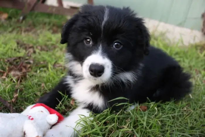 Border Collie com 50 dias - Confira