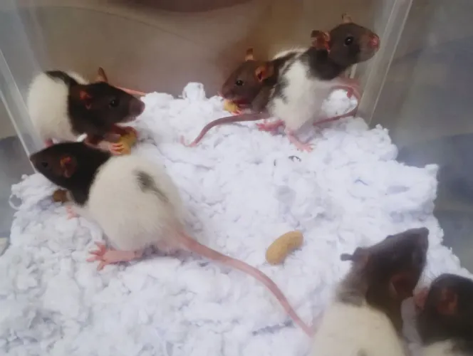 Ratos Twister de estimação para pet 