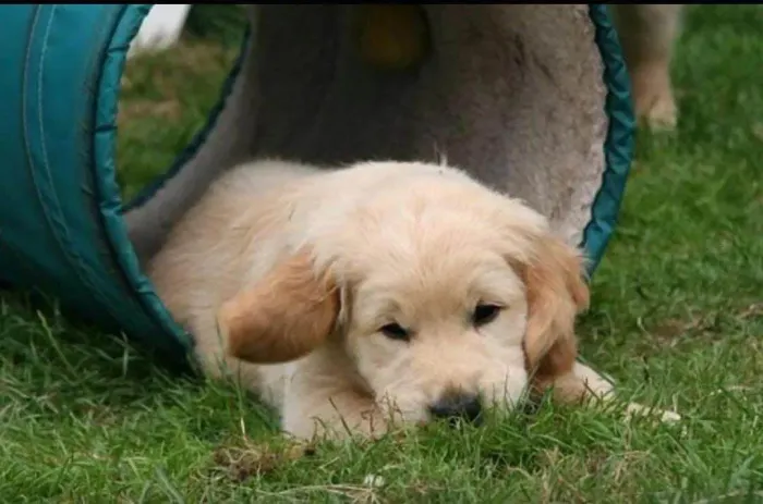 Filhote de Golden Retriever, Filhotes Lindos Buscando um Lar!