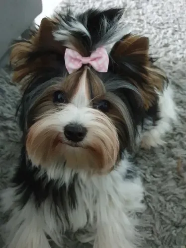Biewer Terrier Macho Tricolor Encantador e Pronto para te Fazer Feliz