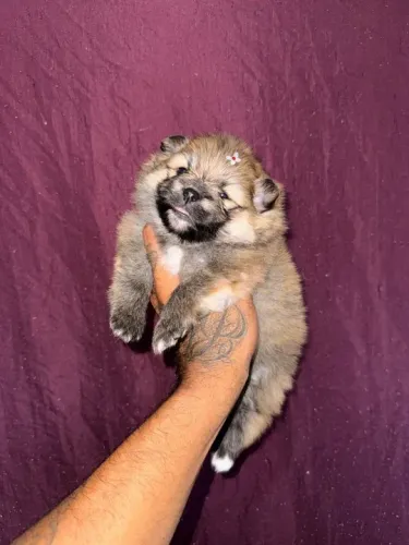 Lulu da pomerania anão 