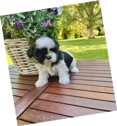 Lhasa Apso Creme Macho - O Companheiro Ideal para Você!