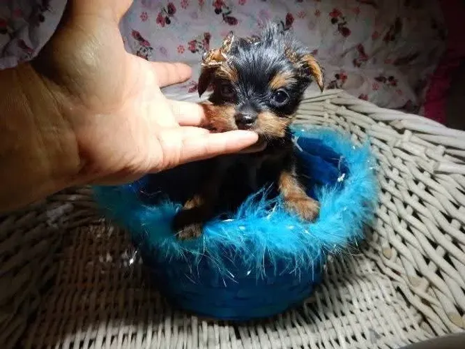 Filhotes de Yorkshire | Uma dose extra de alegria esperando por você.