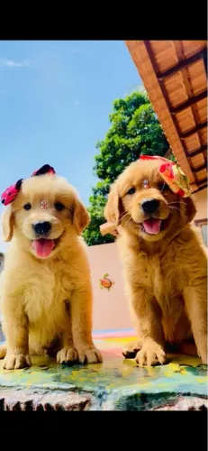 - Golden fêmea pedigree/ microchip opcional - tenho machinho