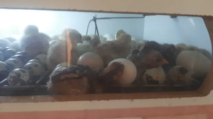 Pintinhos caipira