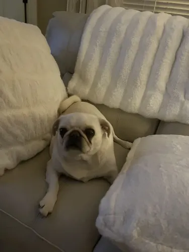 Vendo linda femia de Pug branca