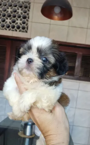 Vendo Shitzu macho ?