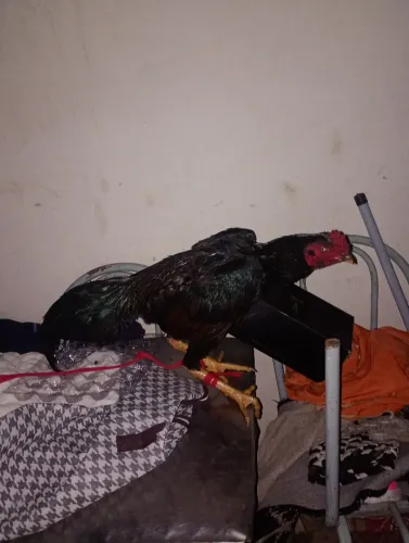 Vendo Frango indio puro novo