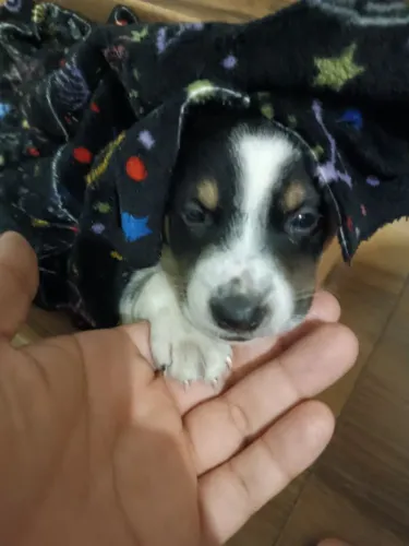 Doação Cachorro Filhote