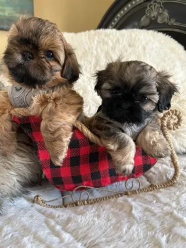 Filhotes de Shih Tzu | Patinhas que iluminam.