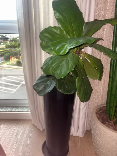 Vaso com ficus viva