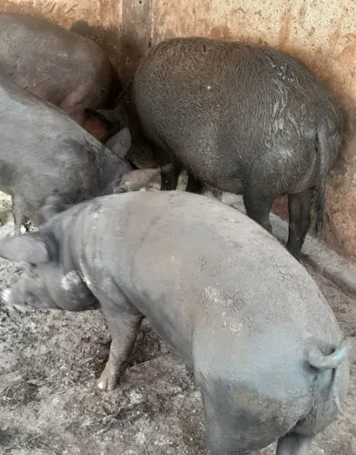 Porco gordo em ponto de abate - 45kg - macho castrado