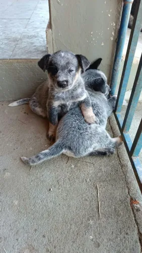 Blue Heeler
