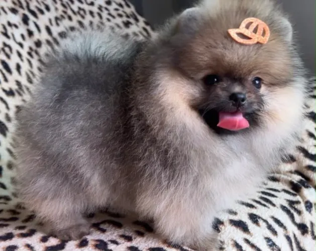 Lulu da pomerania anão