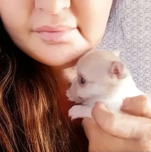 Filhote de chihuahua