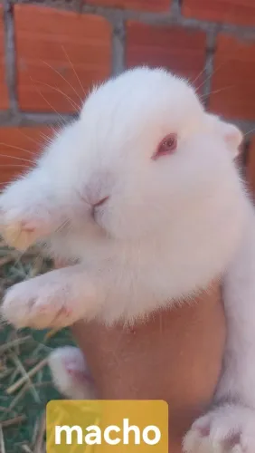 Filhotes de coelhinho Branco com olhos Azuis avermelhados disponíveis 