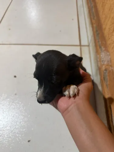 Doação de cachorro 