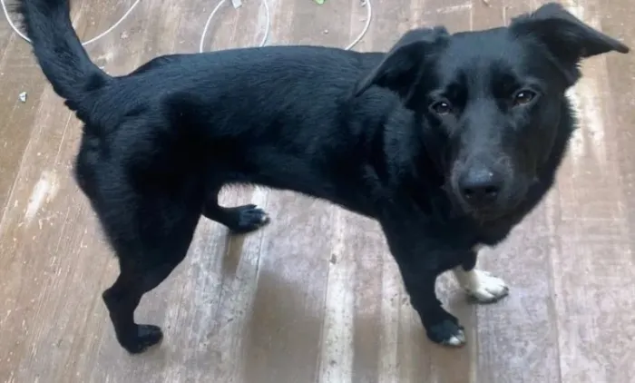 Papillon Adulto para Adoção Responsável