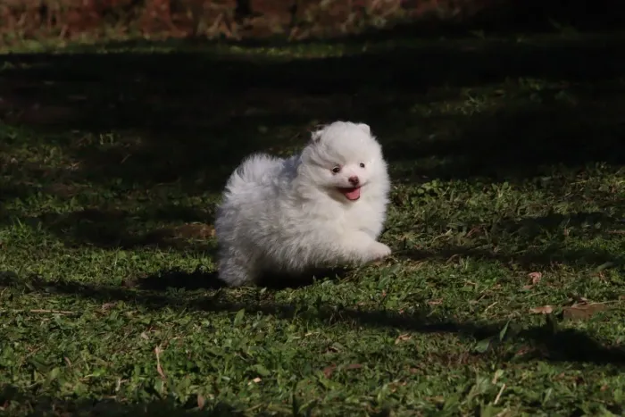 Spitz Alemão 