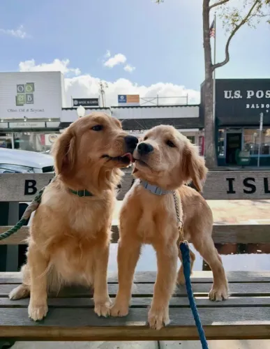 Golden filhote: carinho, alegria e companheirismo para toda a família.
