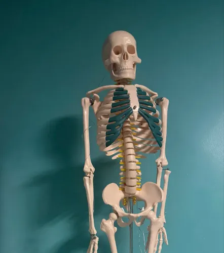 Esqueleto humano com nervos espinhais 85cm - CL-102A