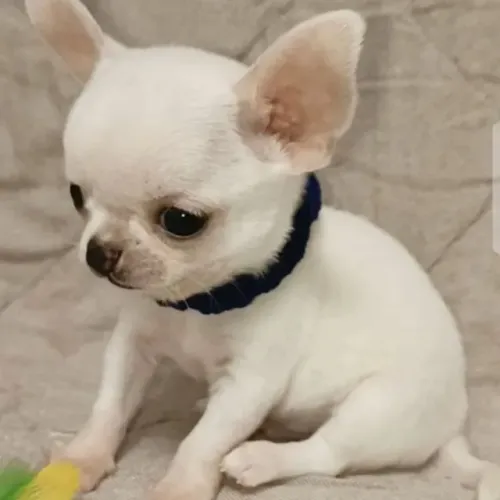 Chihuahua especial pronto para conquistar você