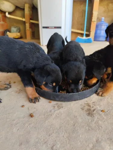 Filhote de Rottweiler