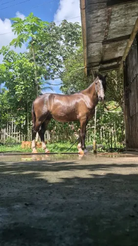 Vendo Cavalo Domado e Castrado