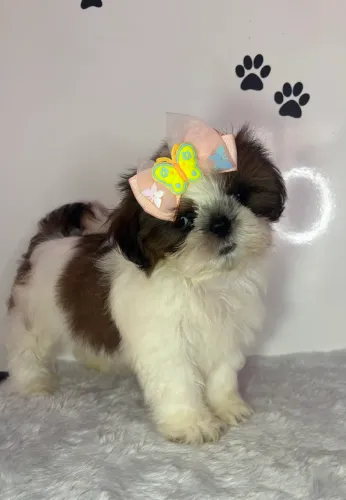 Filhotes de Shihtzu 