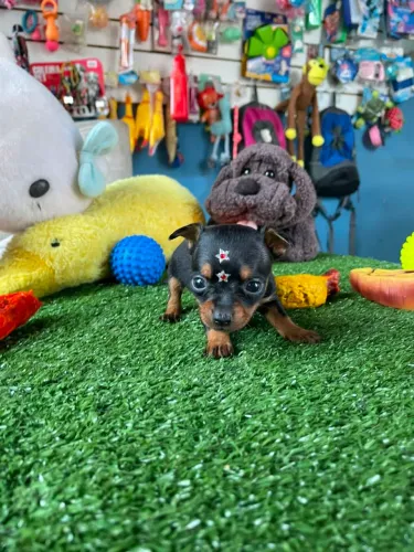 Pisncher machinho miniatura